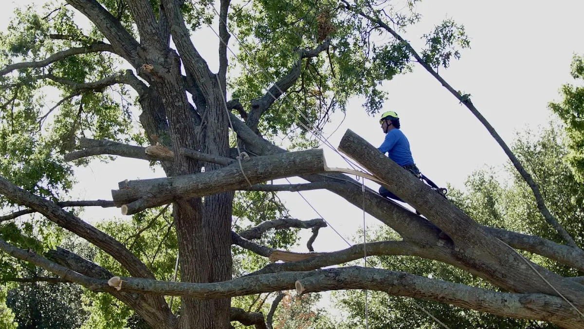 Professional Hazardous Tree Removal performed by certified arborists in Rush